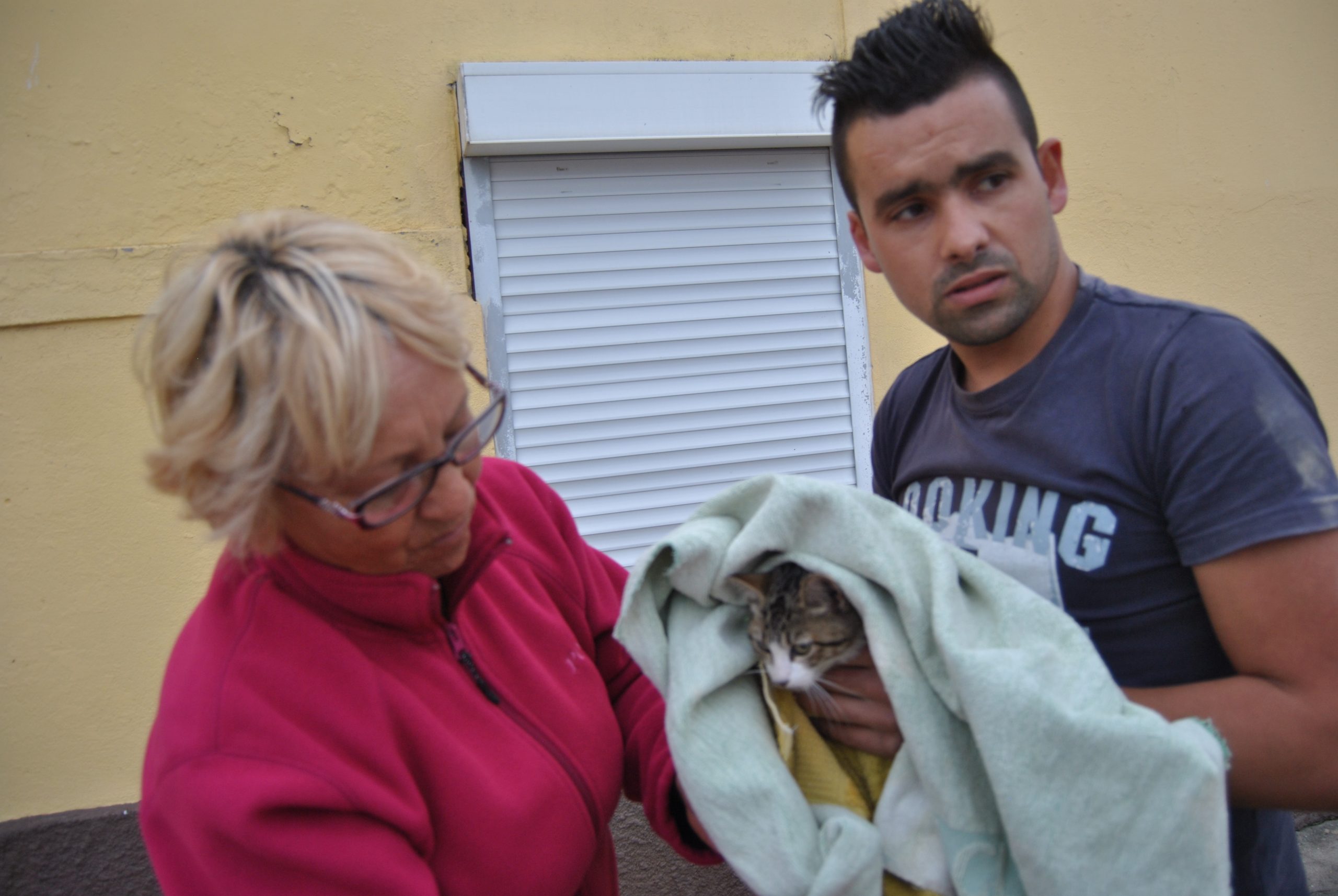 Gatos envenenados em Espinho