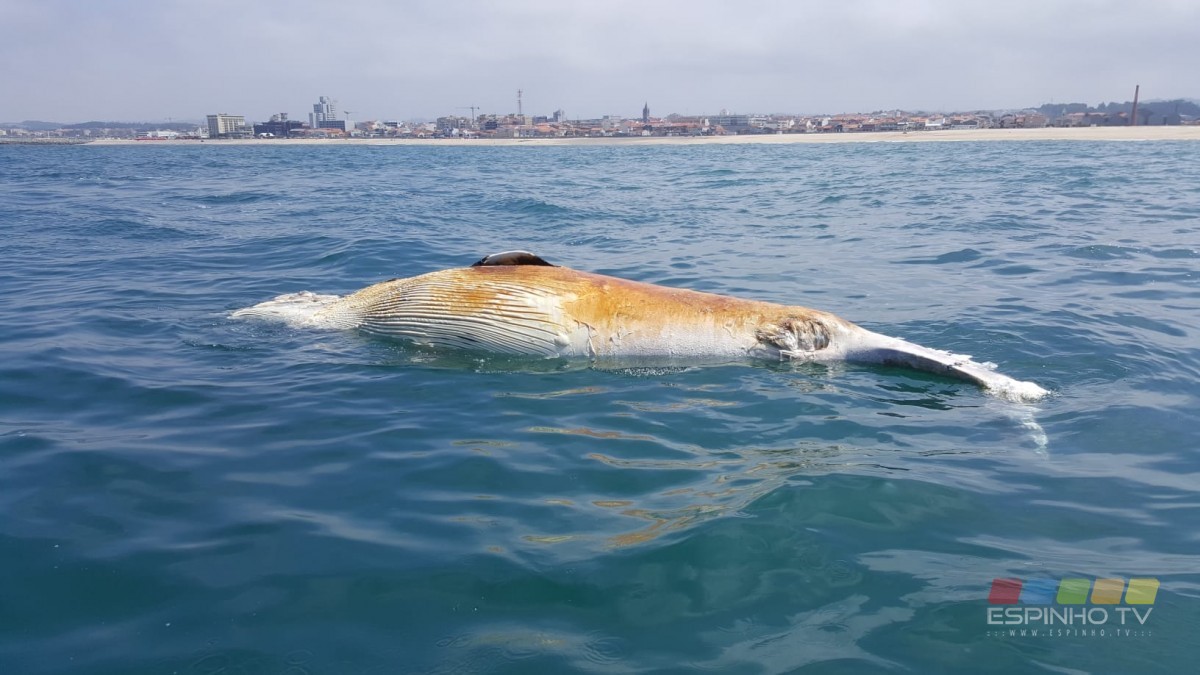 Baleia morta de 5 metros deu à costa em Espinho