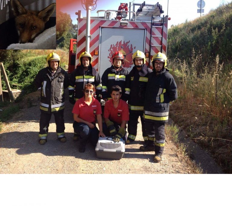 Bombeiros salvam raposa ferida