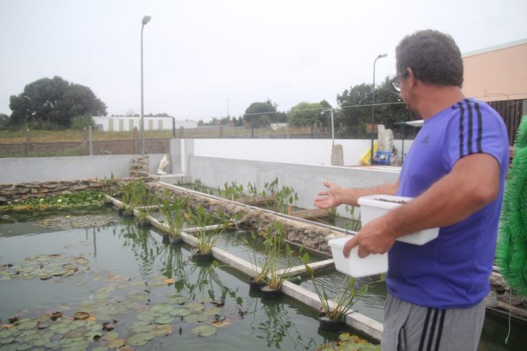 Criado projeto de produção de “Carpas Koi” em Anta