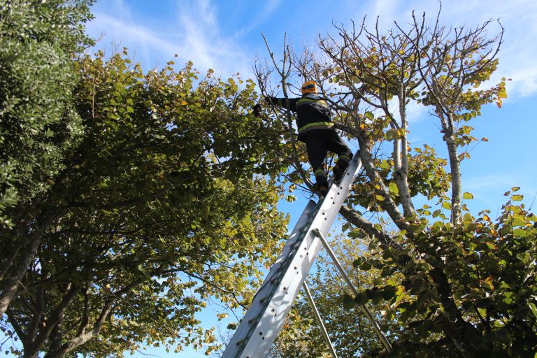 Bombeiros salvam gato no Parque João de Deus