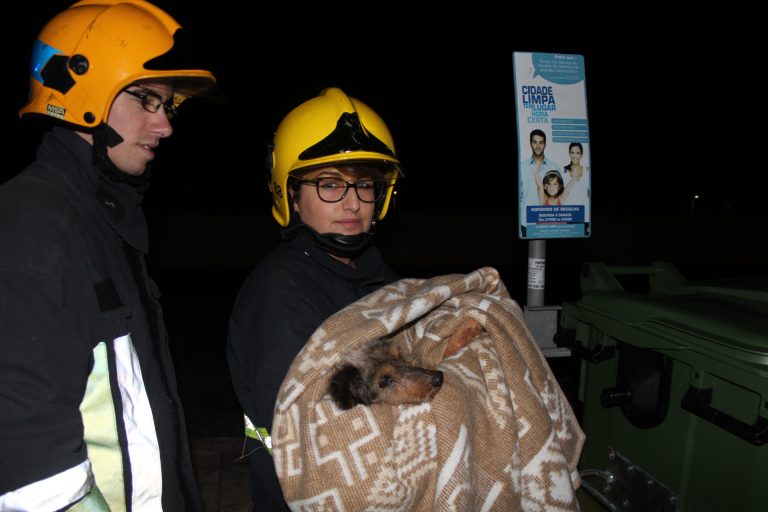 Bombeiros salvam cão de ser triturado no lixo