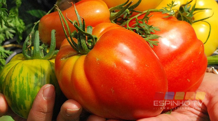 Feira de Produtos Biológicos aos Sábados de Manhã