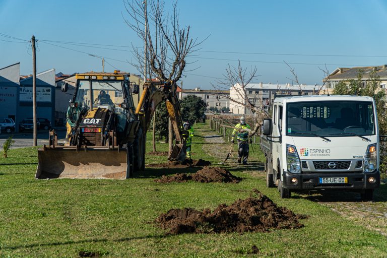 Município de Espinho transplanta árvores da rua 20
