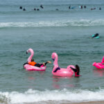 dia surf