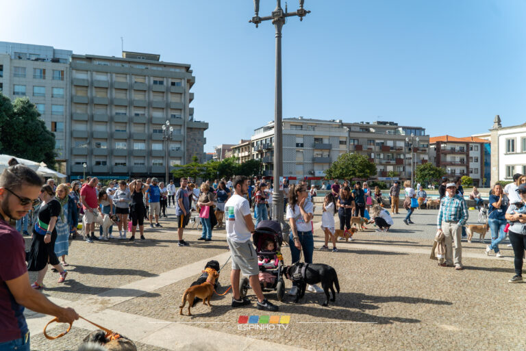 Dia do Animal celebrado com Cãominhada Dia do Animal celebrado com Cãominhada