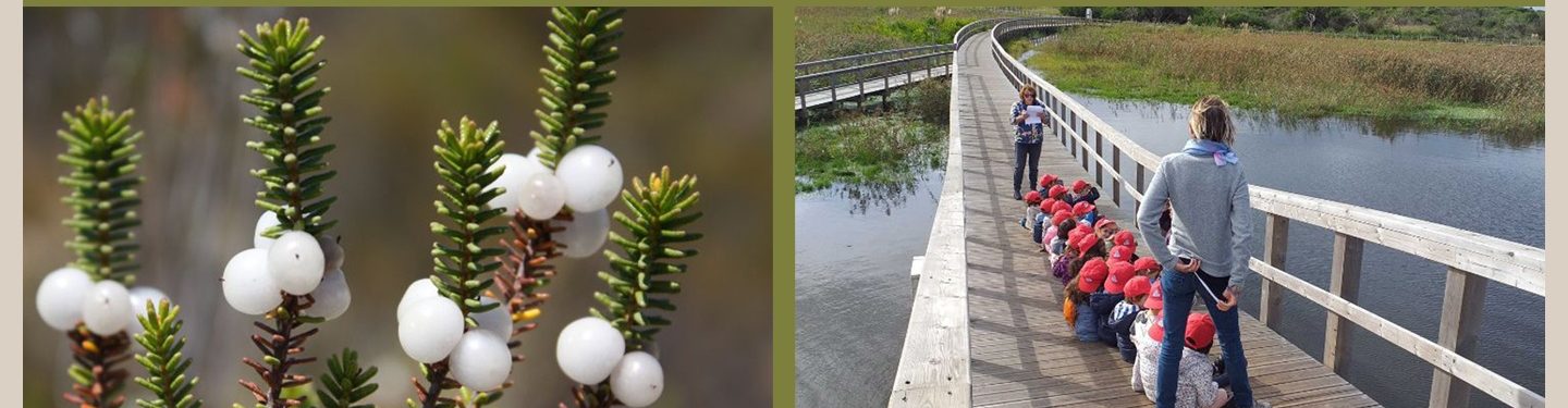 POST_28Abril_RestauroEcologico