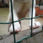 Município reforça apoio com verba extraordinária para a “Patinhas Sem Lar”