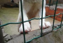 Município reforça apoio com verba extraordinária para a “Patinhas Sem Lar”