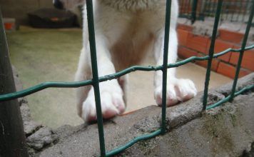 Município reforça apoio com verba extraordinária para a “Patinhas Sem Lar”